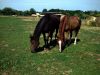 muppets.jpg